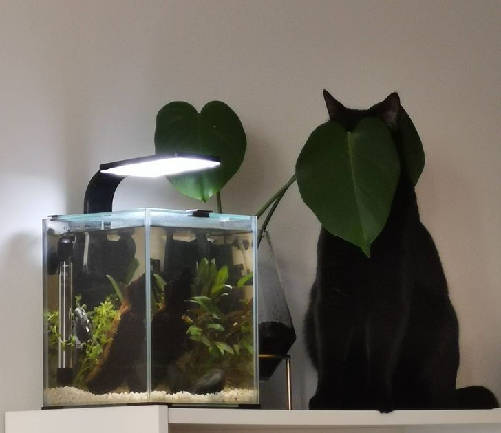 Illustration de l'article : 20 animaux en embuscade prêts à vous prendre par surprise le moment venu 