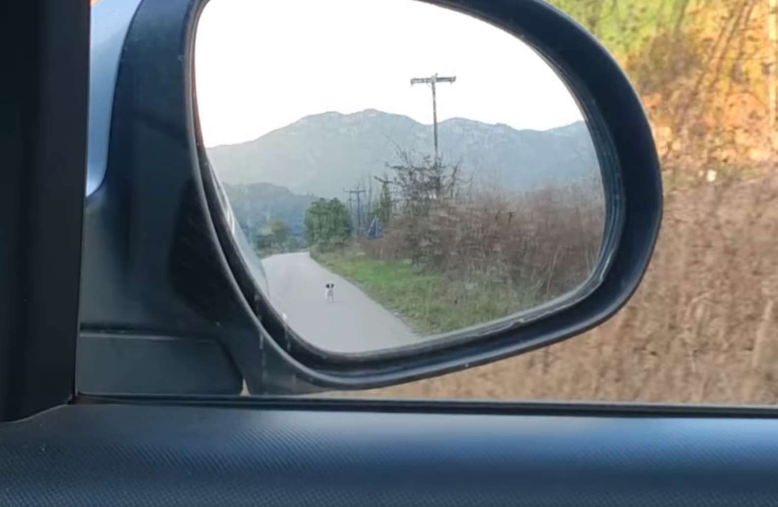 Illustration de l'article : Un chiot errant fait irruption sur la route pour courir après sa voiture et en espérant être sauvé (Vidéo)