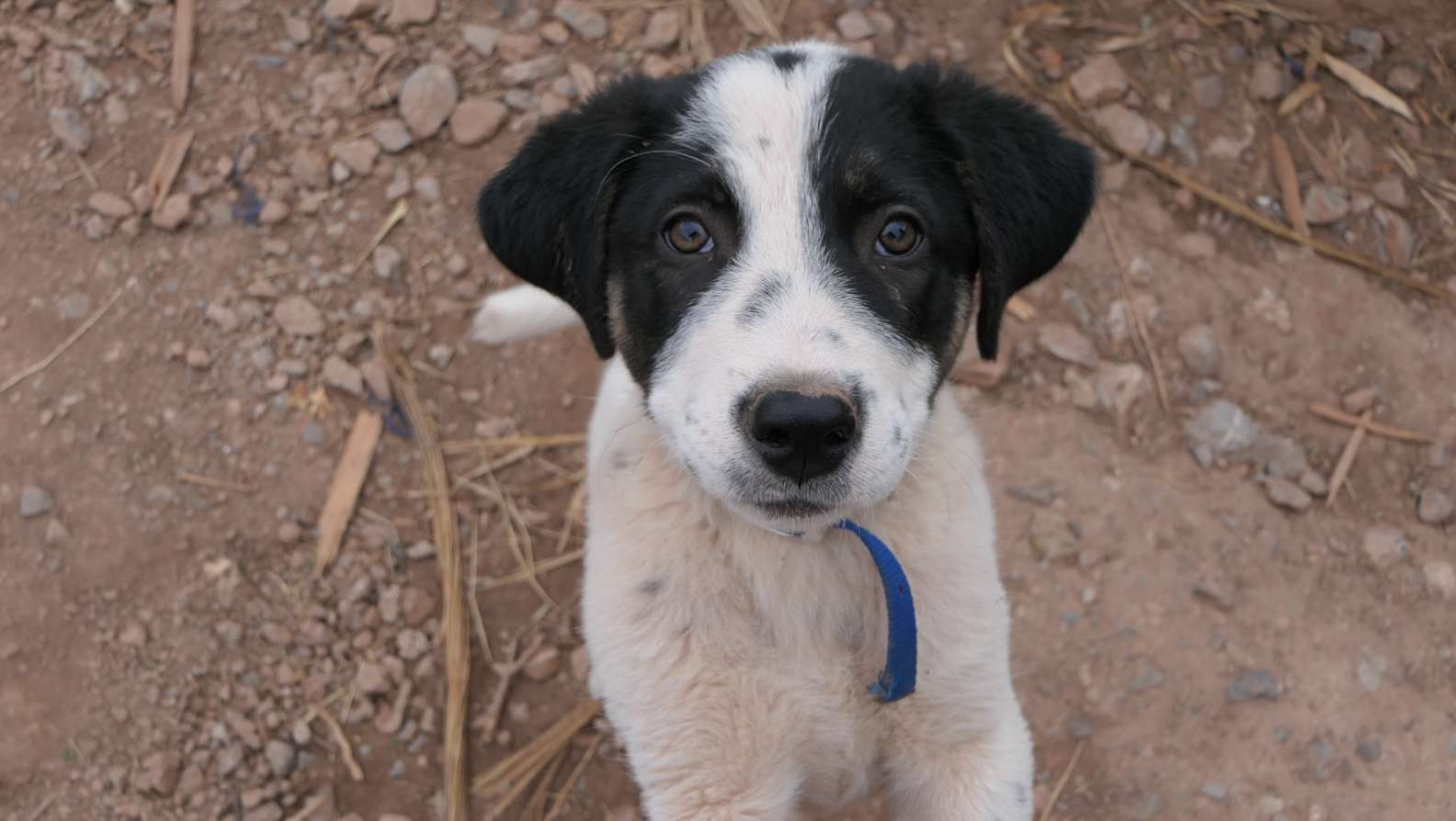 Illustration de l'article : Un chiot errant fait irruption sur la route pour courir après sa voiture et en espérant être sauvé (Vidéo)