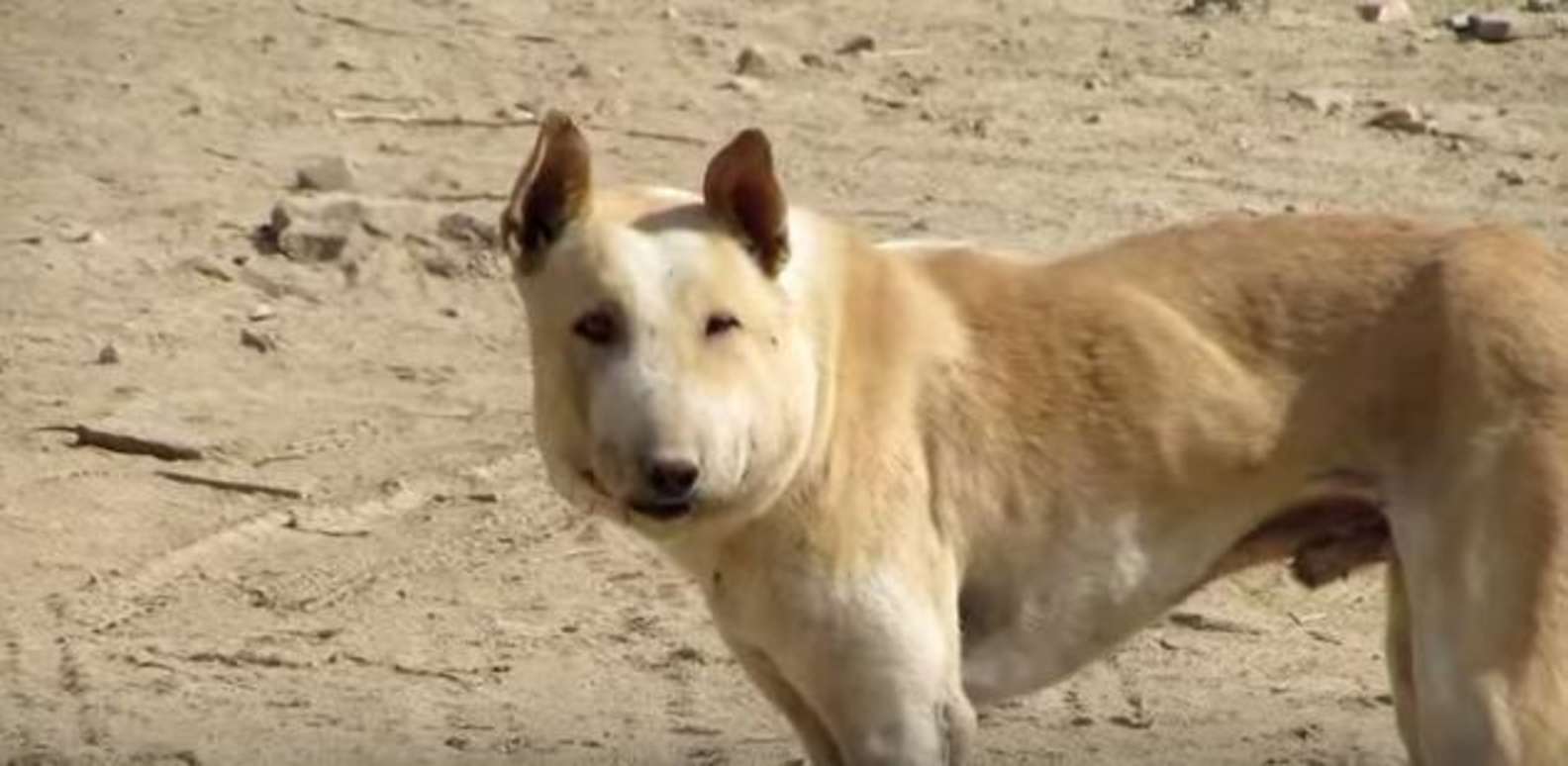 Illustration de l'article : Deux vétérinaires inquiets capturent un chien errant au visage difforme pour lui sauver la vie