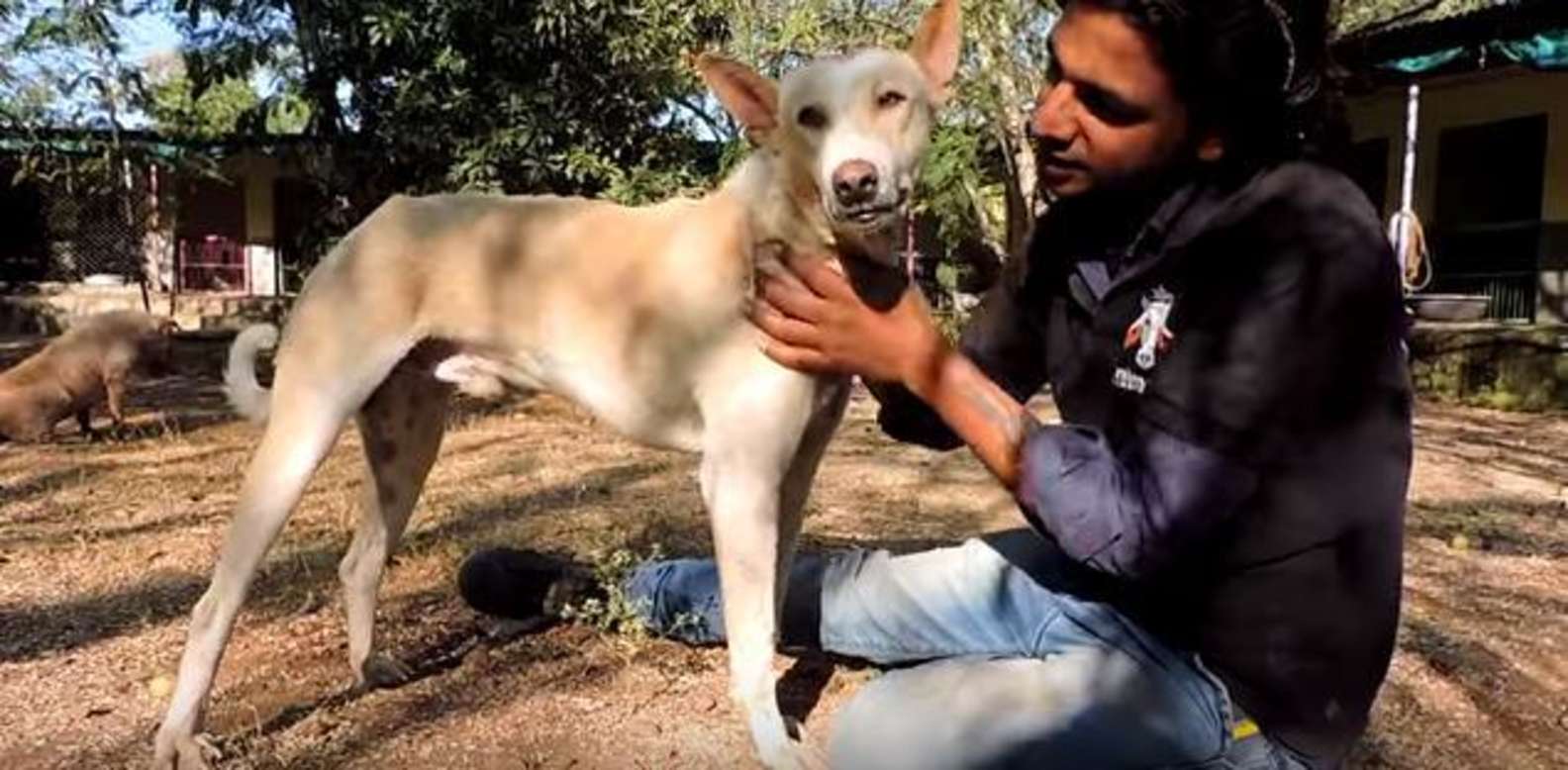 Illustration de l'article : Deux vétérinaires inquiets capturent un chien errant au visage difforme pour lui sauver la vie