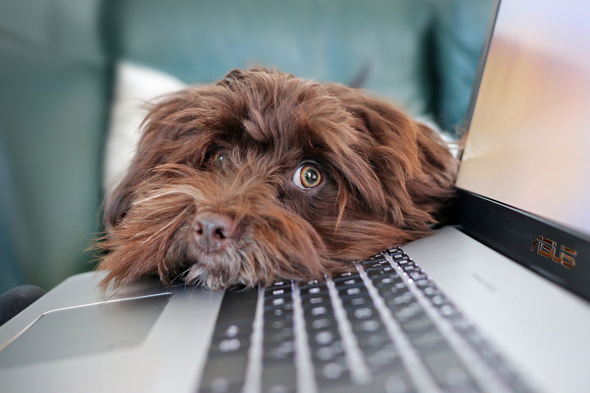 Illustration de l'article : 70% des Américains pensent que leur chien les connait mieux qu'ils ne se connaissent eux-mêmes