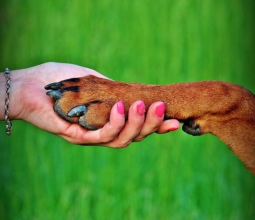 Illustration de l'article : 70% des Américains pensent que leur chien les connait mieux qu'ils ne se connaissent eux-mêmes