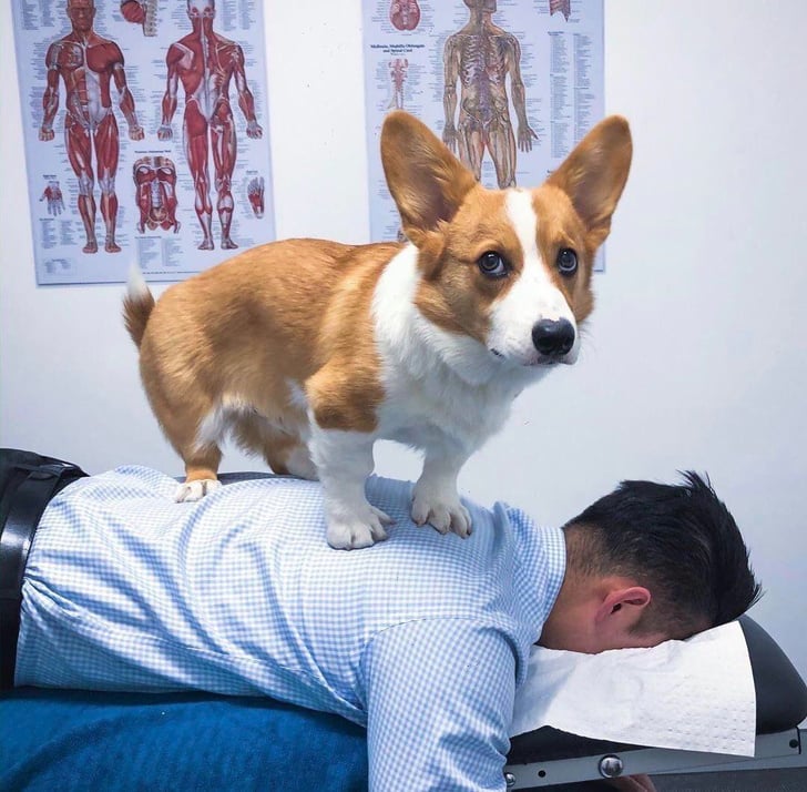 Illustration de l'article : 19 chats et chiens qui ont renvoyé leur devoir d’exemplarité aux oubliettes