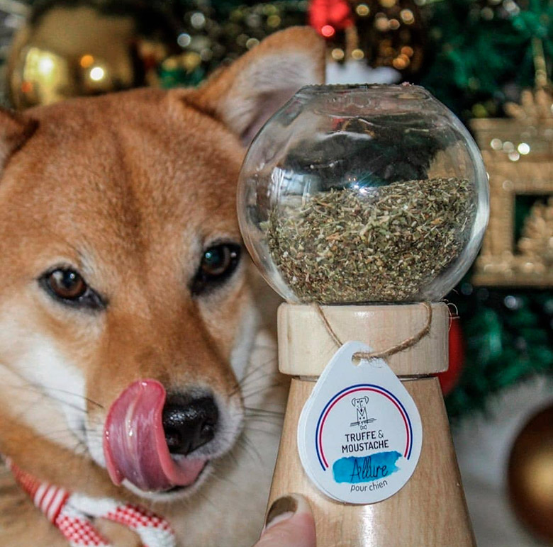 Illustration de l'article : Découvrez le concept unique des compléments alimentaires Truffe & Moustache pour chien et chat