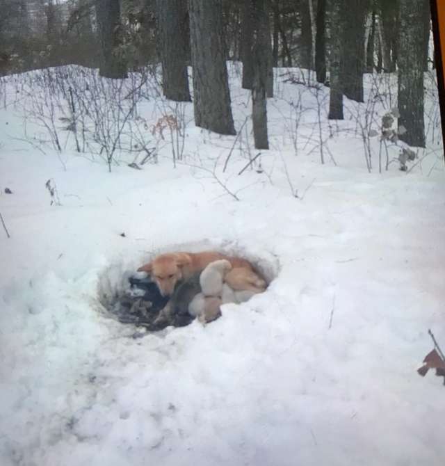 Illustration de l'article : Une chienne errante sauve ses chiots en creusant un trou dans la neige