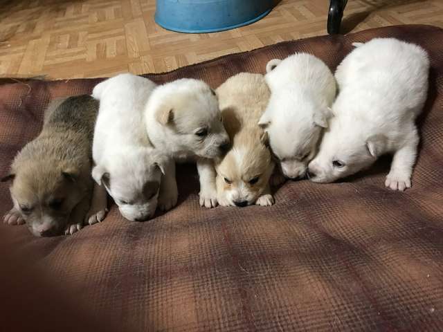 Illustration de l'article : Une chienne errante sauve ses chiots en creusant un trou dans la neige