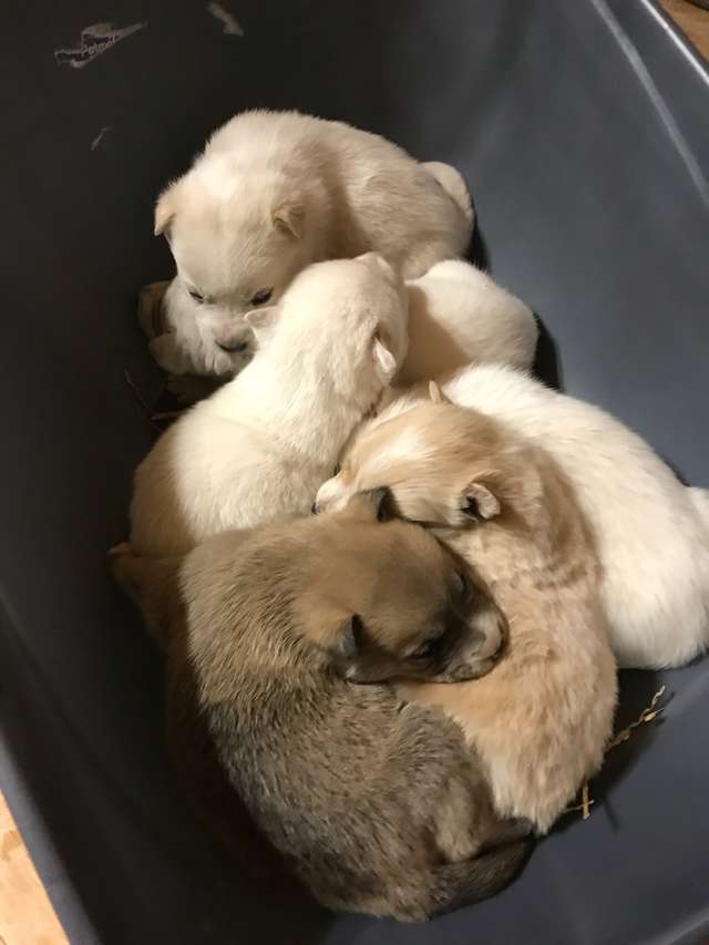 Illustration de l'article : Une chienne errante sauve ses chiots en creusant un trou dans la neige