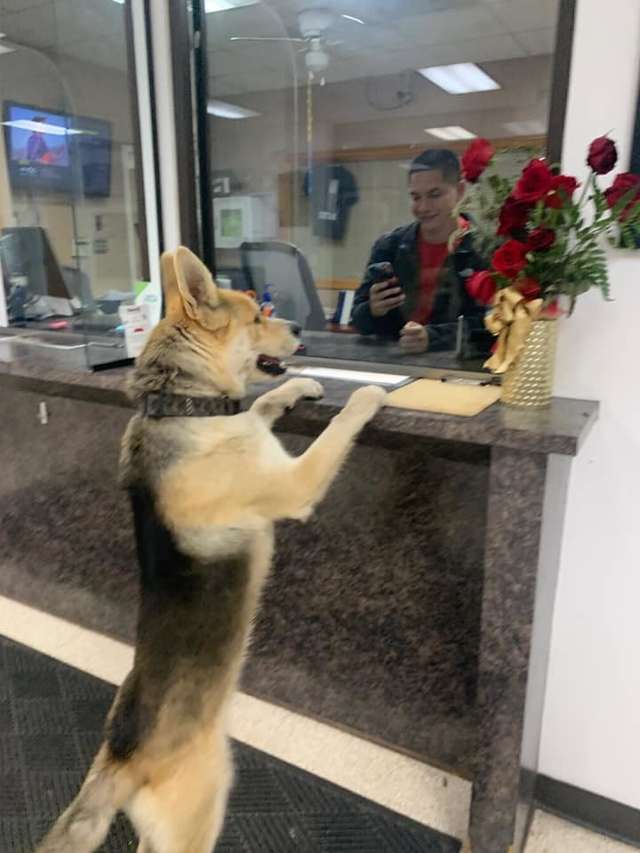 Illustration de l'article : Un chien vient signaler sa disparition au commissariat avant de rentrer chez lui !