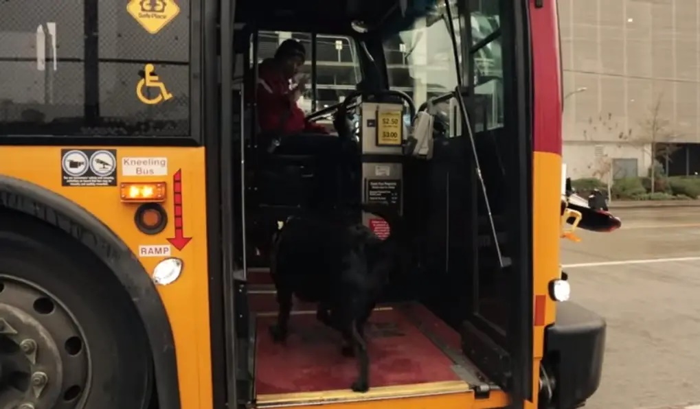 Illustration de l'article : Ce chien débrouillard prend le bus tout seul pour aller au parc