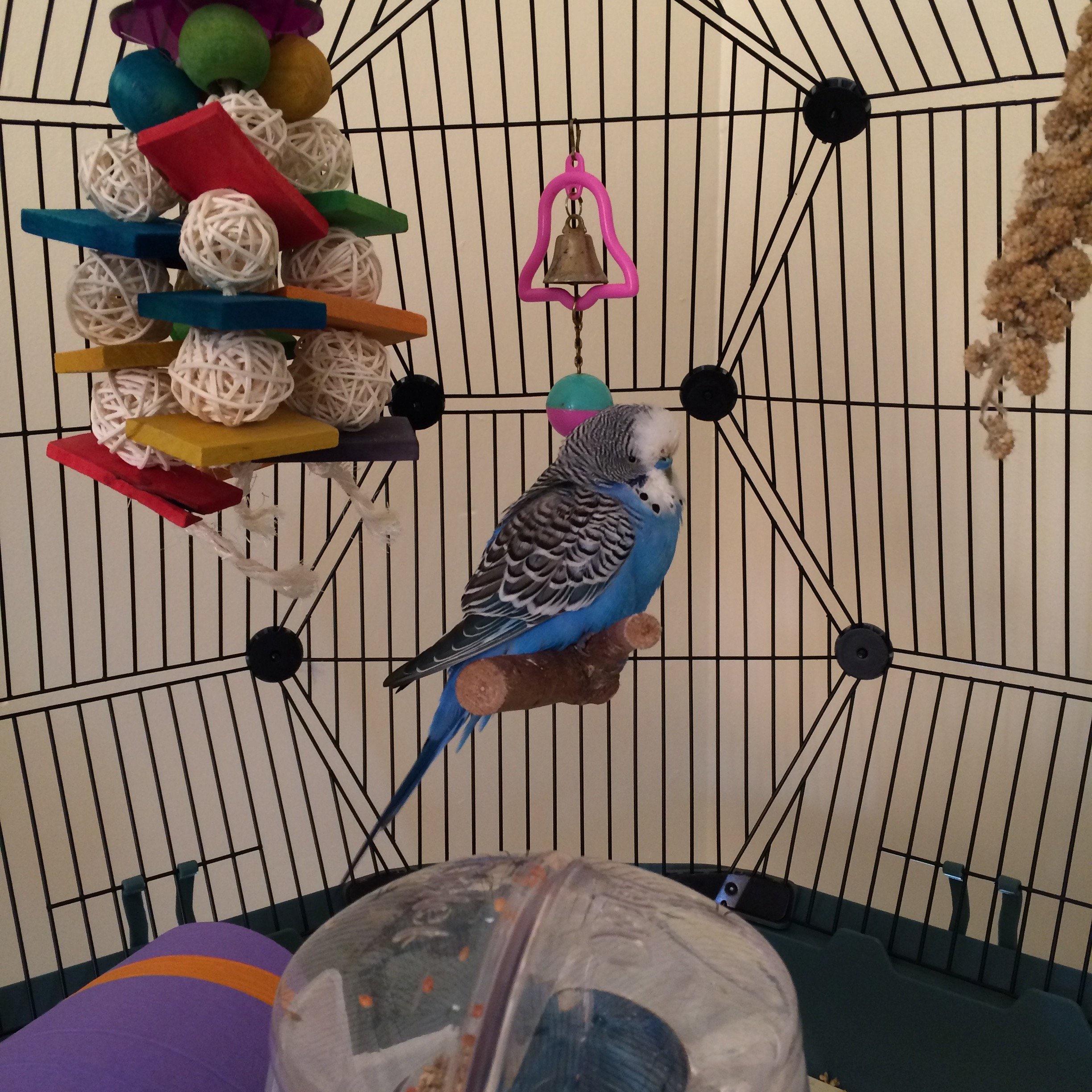 Mangeoire à oiseaux pour l'observation des cages pour perruches