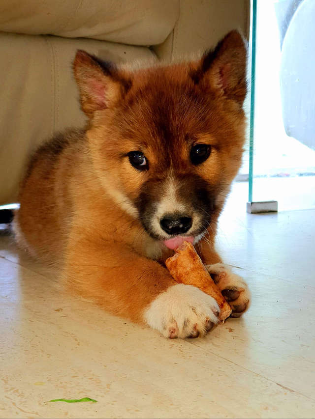 Elle Pensait Avoir Sauve Un Jeune Chien Ou Renard Mais L Animal Appartient A Une Autre Espece