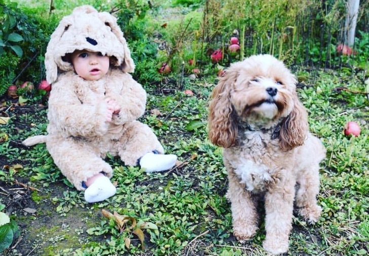 Illustration de l'article : 15 chiens, chats et autres compagnons qui nous ressemblent de plus en plus