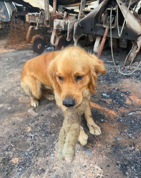 Illustration de l'article : Feu en Australie : Un chien retrouve son objet fétiche au milieu des décombres