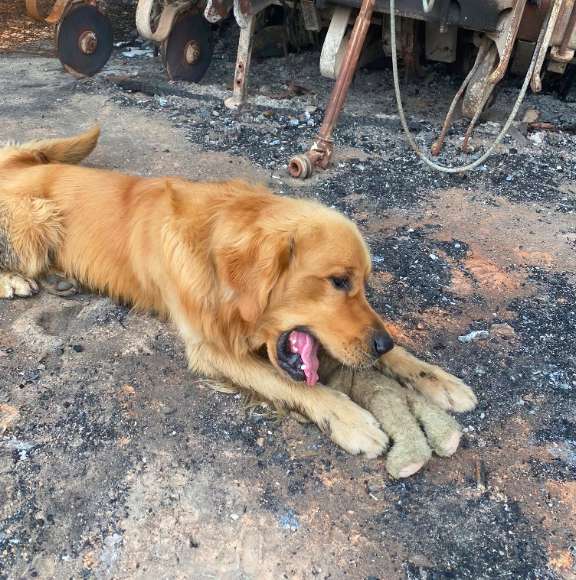 Illustration de l'article : Feu en Australie : Un chien retrouve son objet fétiche au milieu des décombres
