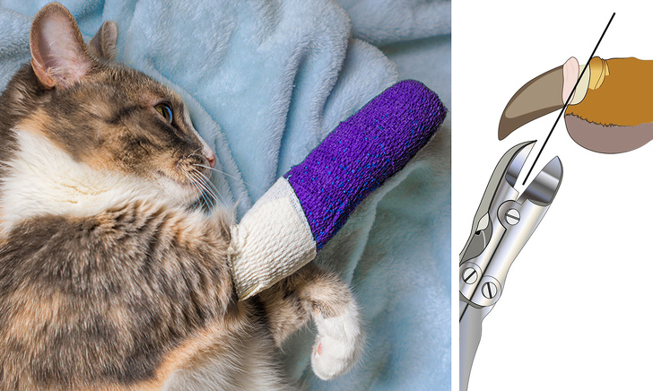 Illustration de l'article : 6 raisons de ne jamais dégriffer son chat !