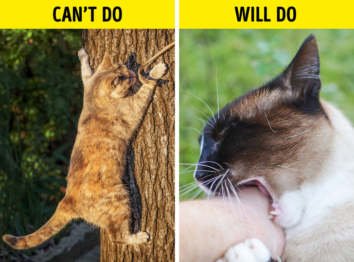 Illustration de l'article : 6 raisons de ne jamais dégriffer son chat !