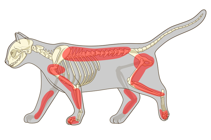 Illustration de l'article : 6 raisons de ne jamais dégriffer son chat !