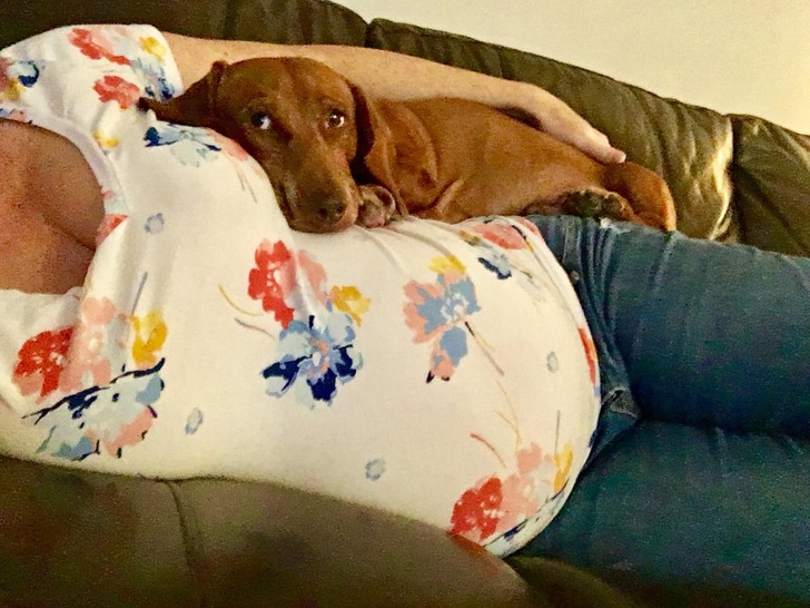 Illustration de l'article : 14 chiens et chats qui ont compris que leur maîtresse attendait un bébé