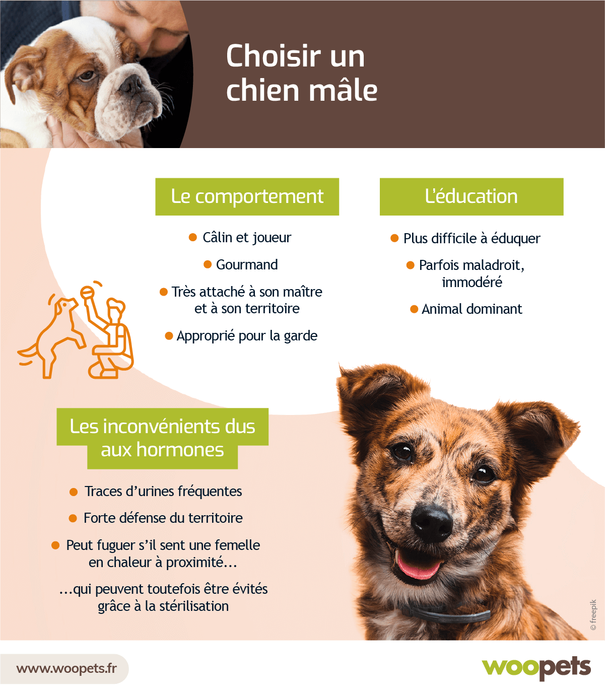 Illustration de l'article : Choisir un chien mâle
