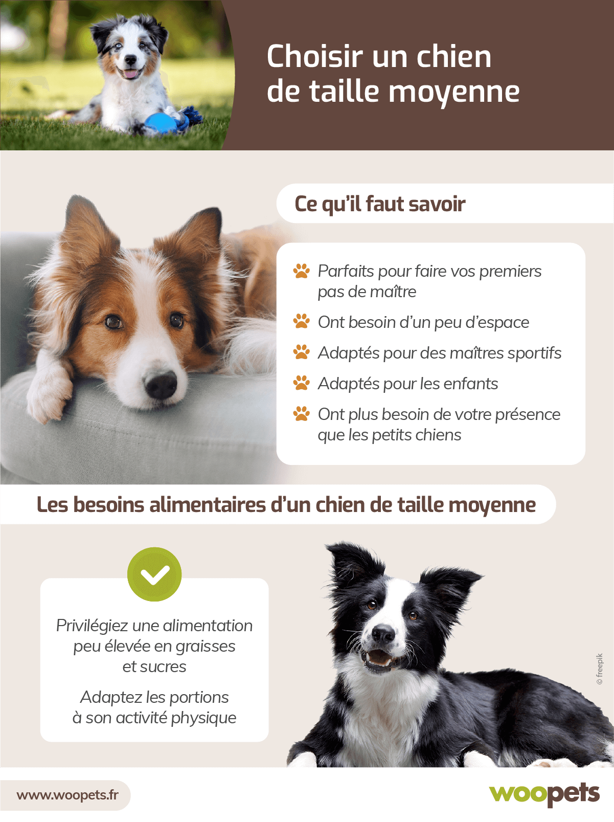 Choisir un chien de taille moyenne : les choses à savoir