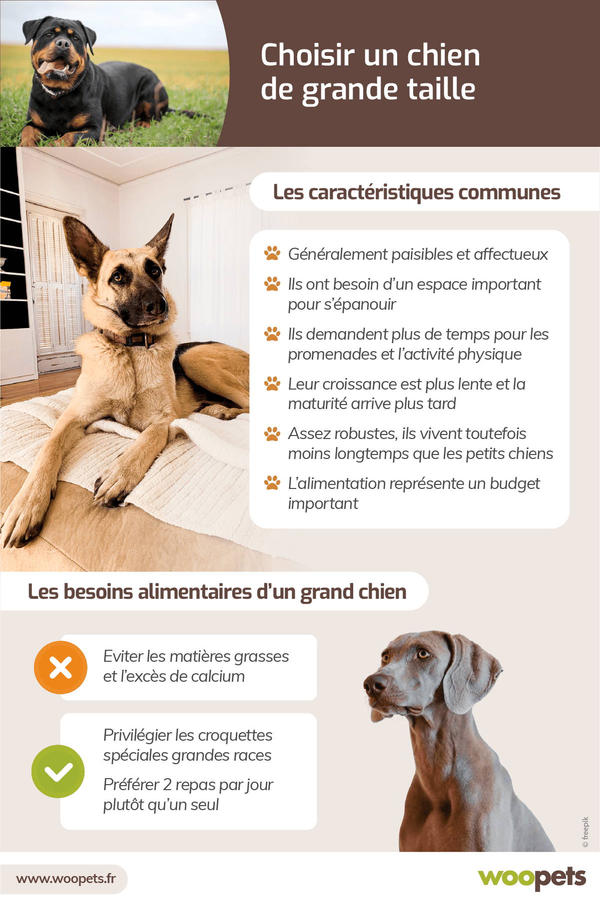 Choisir un chien de taille moyenne : les choses à savoir