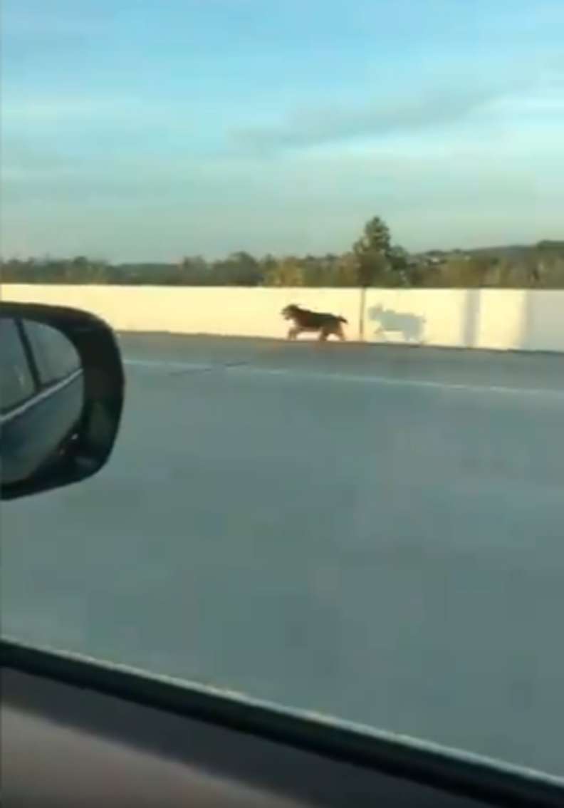 Illustration de l'article : Un groupe de conducteurs s'arrête en plein milieu d'une autoroute pour venir en aide à un chien pris de panique 