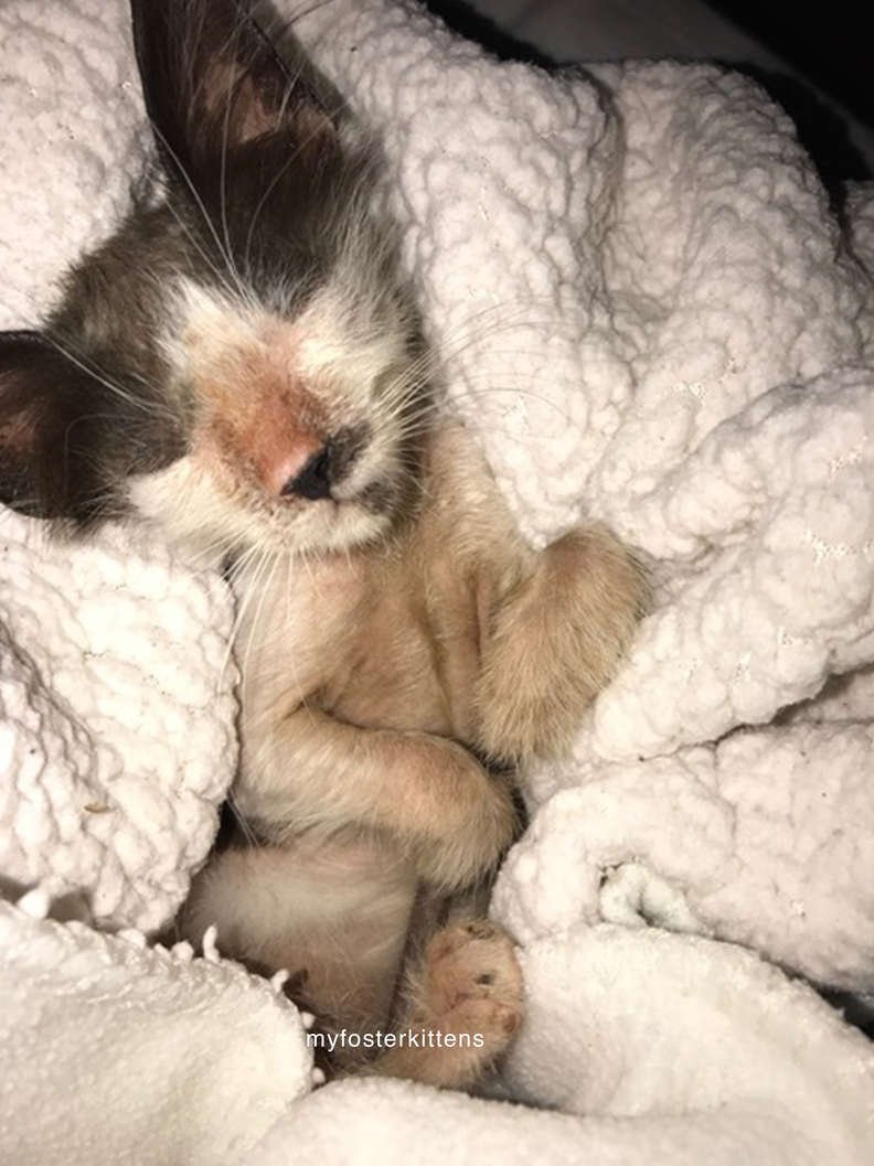 Illustration de l'article : Découverte chauve et malade cette chatte errante ne quitte plus la chaleur de ses doudous