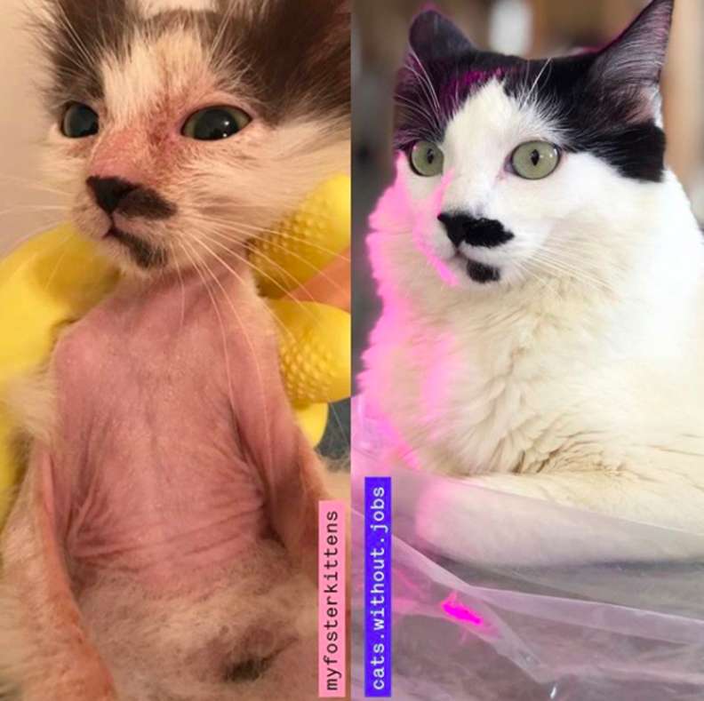 Illustration de l'article : Découverte chauve et malade cette chatte errante ne quitte plus la chaleur de ses doudous