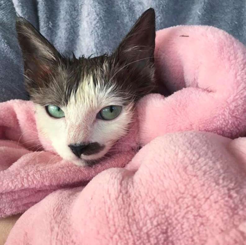 Illustration de l'article : Découverte chauve et malade cette chatte errante ne quitte plus la chaleur de ses doudous