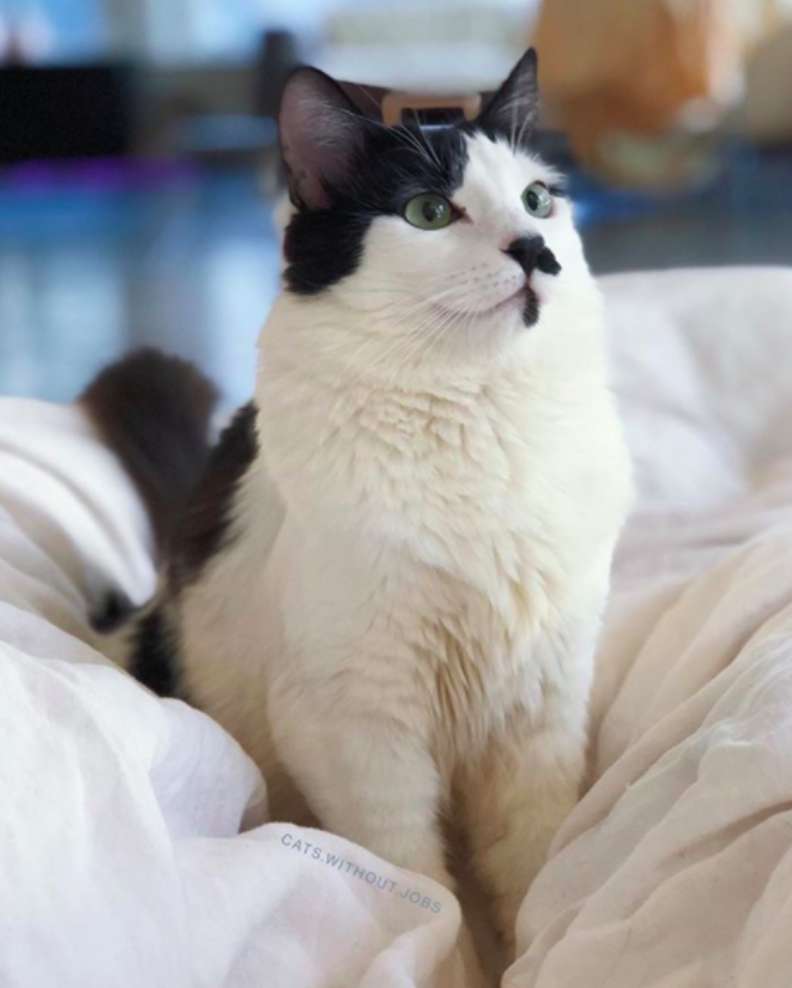 Illustration de l'article : Découverte chauve et malade cette chatte errante ne quitte plus la chaleur de ses doudous