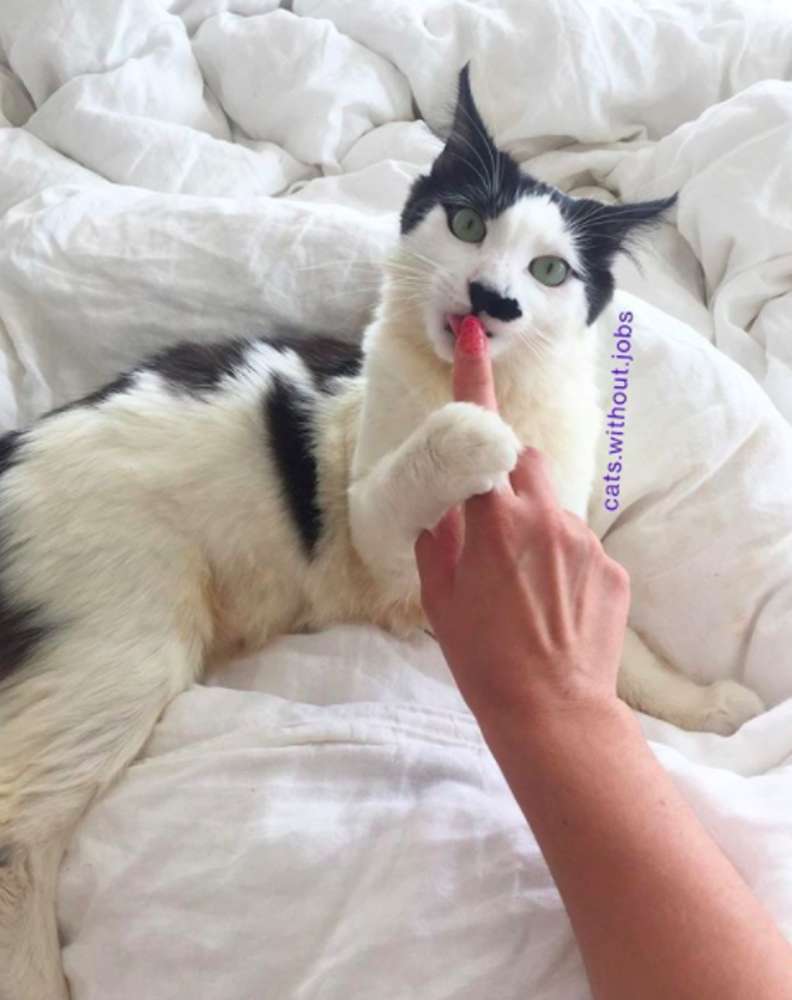 Illustration de l'article : Découverte chauve et malade cette chatte errante ne quitte plus la chaleur de ses doudous