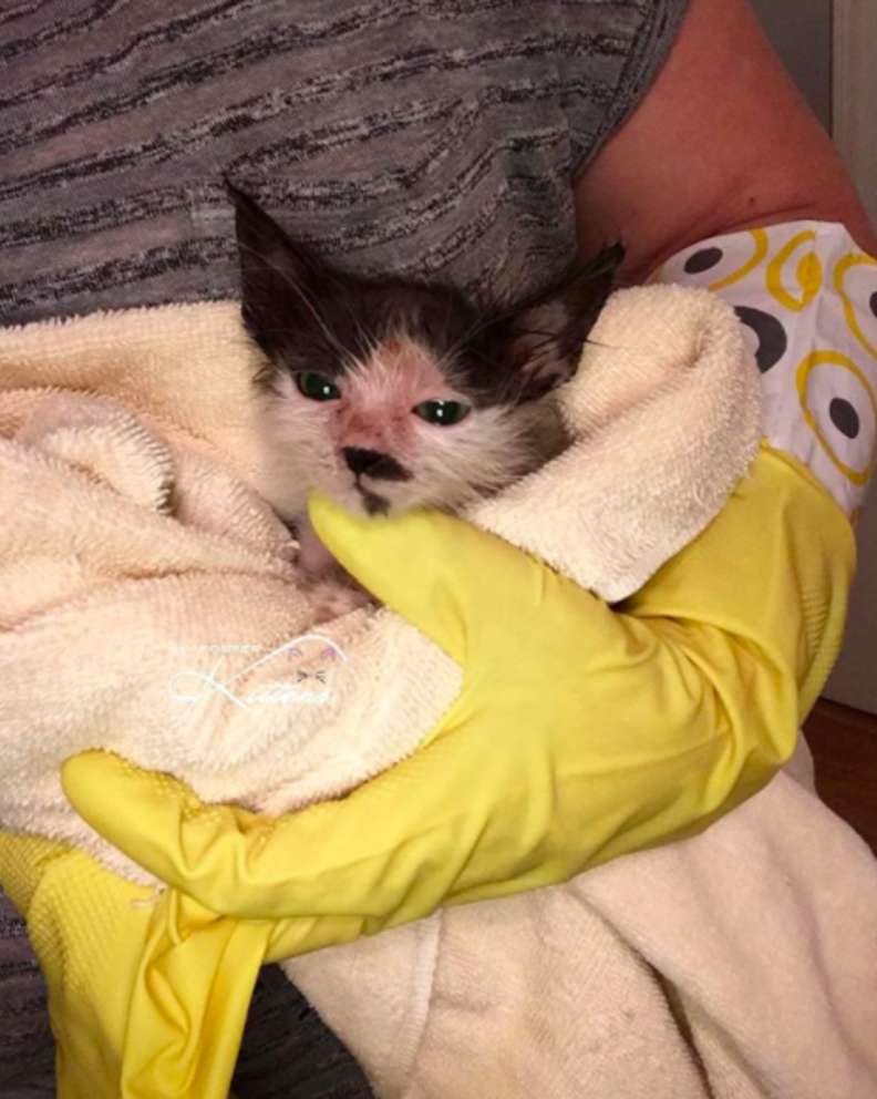 Illustration de l'article : Découverte chauve et malade cette chatte errante ne quitte plus la chaleur de ses doudous
