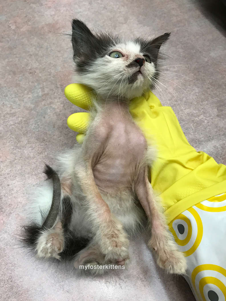 Illustration de l'article : Découverte chauve et malade cette chatte errante ne quitte plus la chaleur de ses doudous