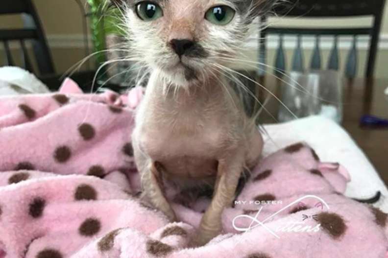 Illustration de l'article : Découverte chauve et malade cette chatte errante ne quitte plus la chaleur de ses doudous