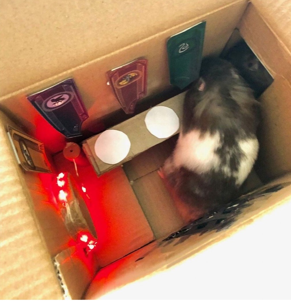 Illustration de l'article : Elle décide de recréer les décors mythiques de films pour son hamster en confinement 