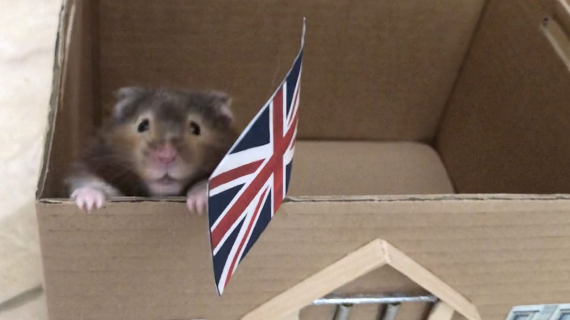 Illustration de l'article : Elle décide de recréer les décors mythiques de films pour son hamster en confinement 