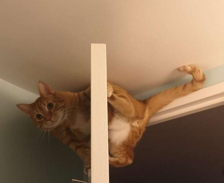 Illustration de l'article : 14 photos d'animaux qui vivent chaque étape de la vie comme une grande aventure ! 