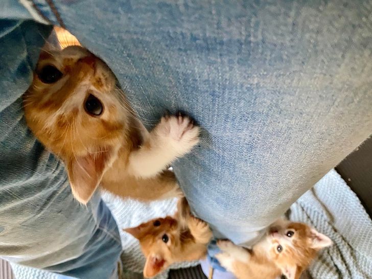 Illustration de l'article : 14 photos d'animaux qui vivent chaque étape de la vie comme une grande aventure ! 