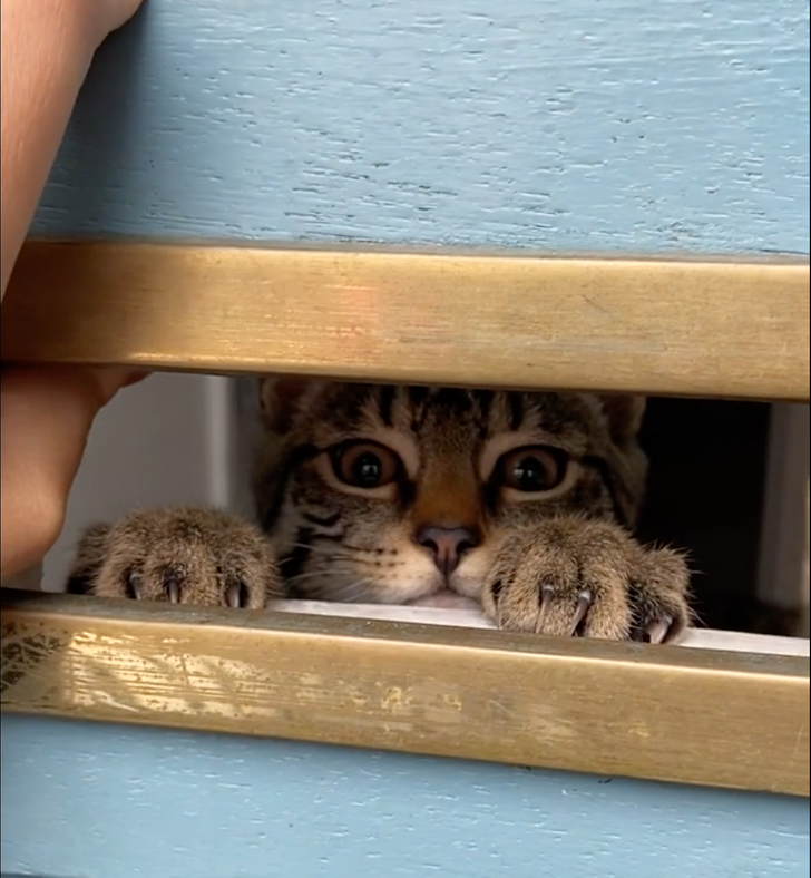 Illustration de l'article : 14 photos d'animaux qui vivent chaque étape de la vie comme une grande aventure ! 