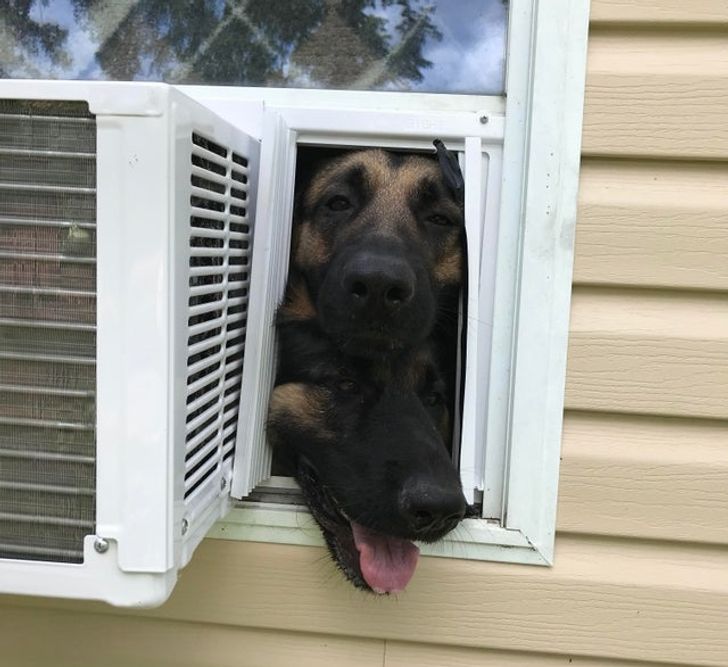 Illustration de l'article : 14 photos d'animaux qui vivent chaque étape de la vie comme une grande aventure ! 
