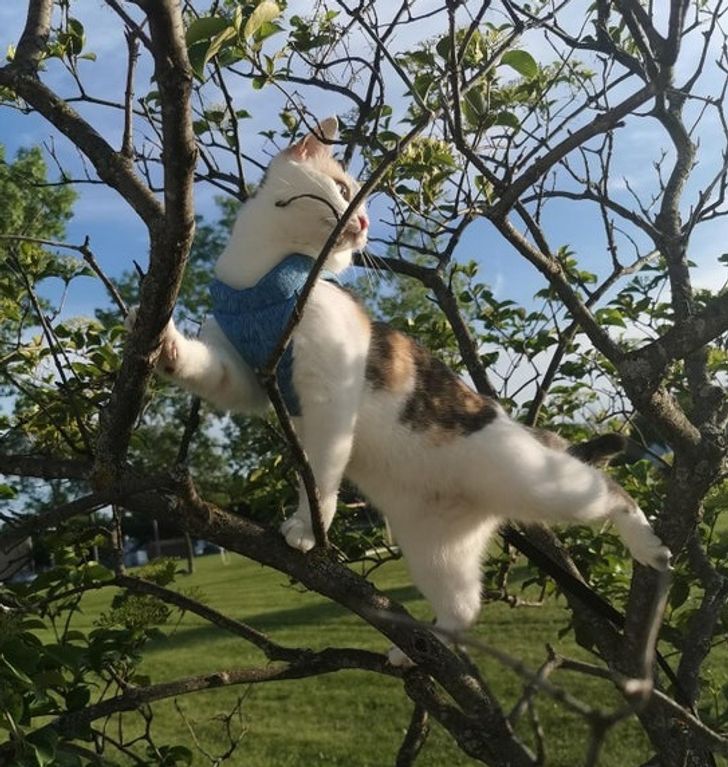 Illustration de l'article : 14 photos d'animaux qui vivent chaque étape de la vie comme une grande aventure ! 
