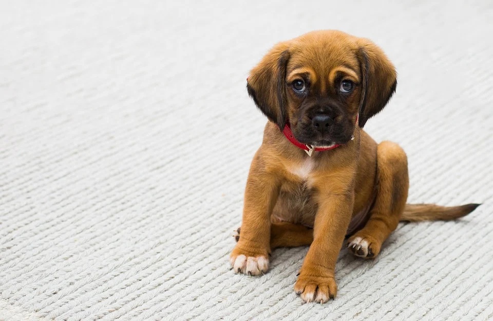 Illustration de l'article : Les chiens auraient appris à vous faire culpabiliser avec leur regard en créant un muscle spécial ! 