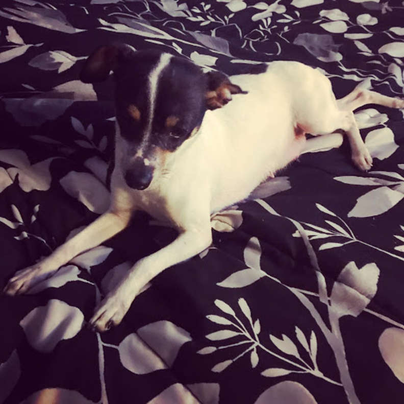 Illustration de l'article : Après avoir perdu sa portée, cette chienne trouve le réconfort en adoptant 3 chatons abandonnés