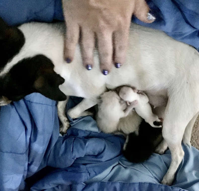 Illustration de l'article : Après avoir perdu sa portée, cette chienne trouve le réconfort en adoptant 3 chatons abandonnés