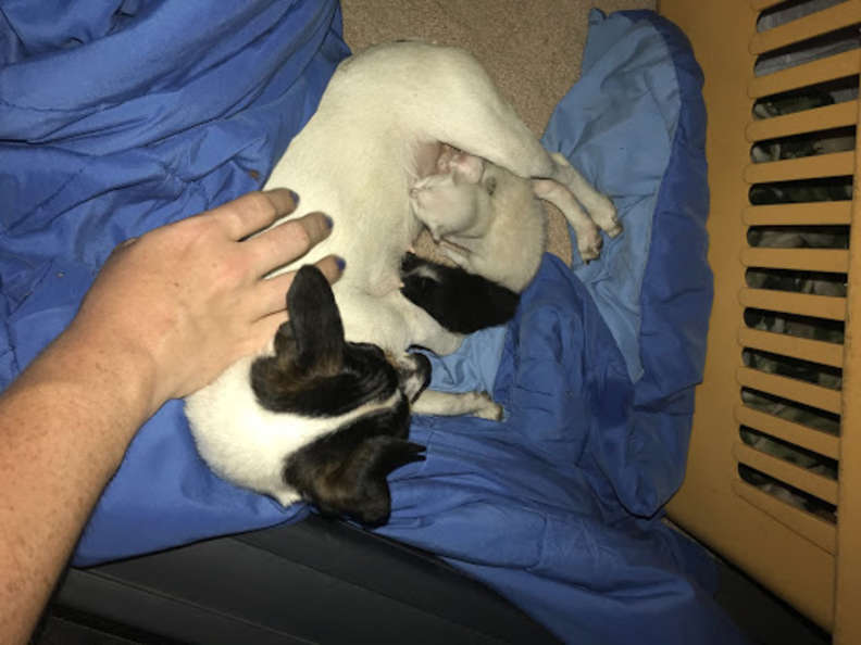 Illustration de l'article : Après avoir perdu sa portée, cette chienne trouve le réconfort en adoptant 3 chatons abandonnés