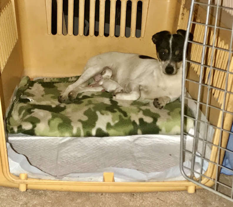 Illustration de l'article : Après avoir perdu sa portée, cette chienne trouve le réconfort en adoptant 3 chatons abandonnés