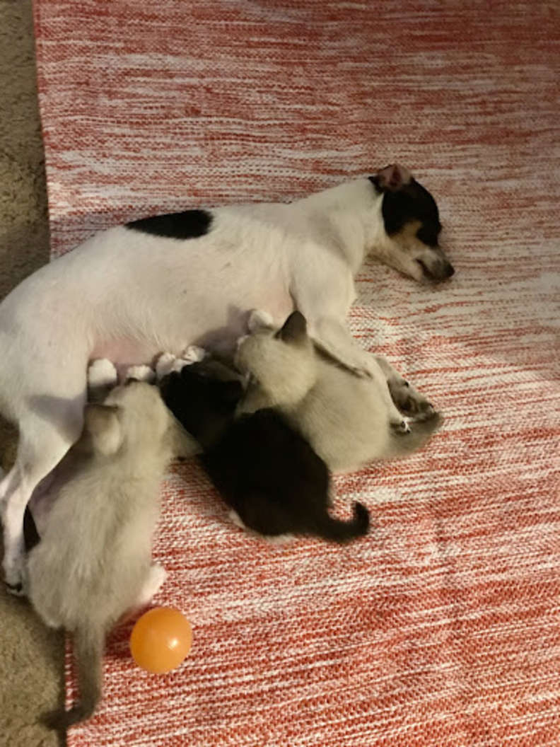 Illustration de l'article : Après avoir perdu sa portée, cette chienne trouve le réconfort en adoptant 3 chatons abandonnés