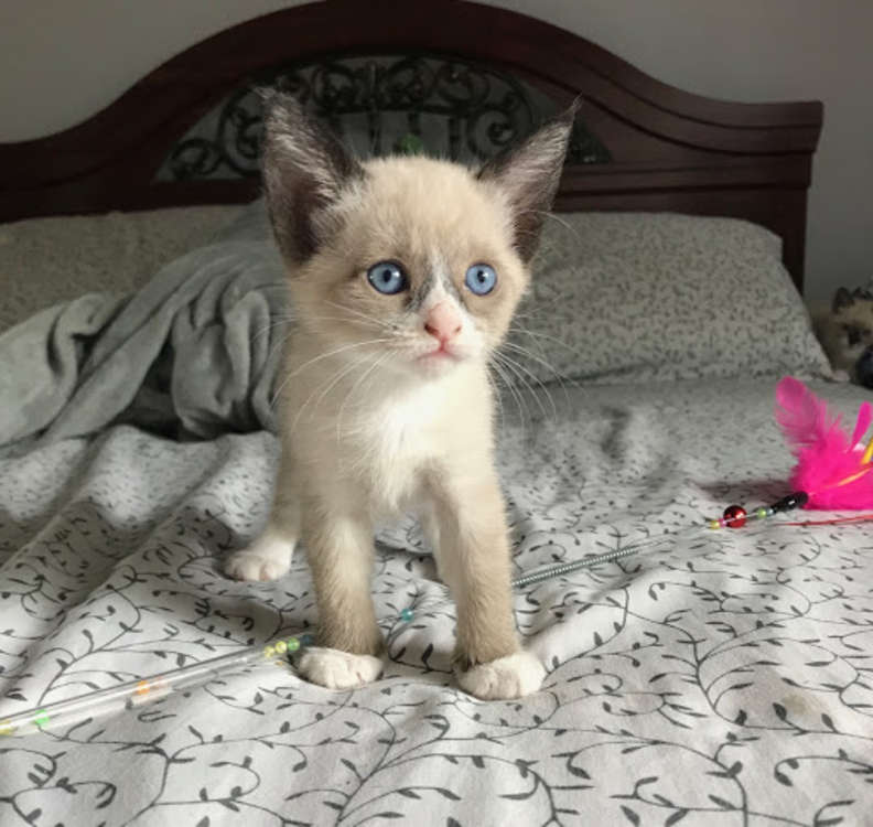 Illustration de l'article : Après avoir perdu sa portée, cette chienne trouve le réconfort en adoptant 3 chatons abandonnés