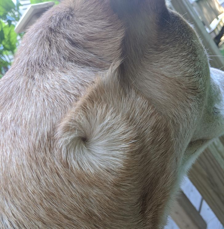Illustration de l'article : 13 photos d'animaux qui ne se rendent pas compte à quel point ils sont différents mais tellement craquants !
